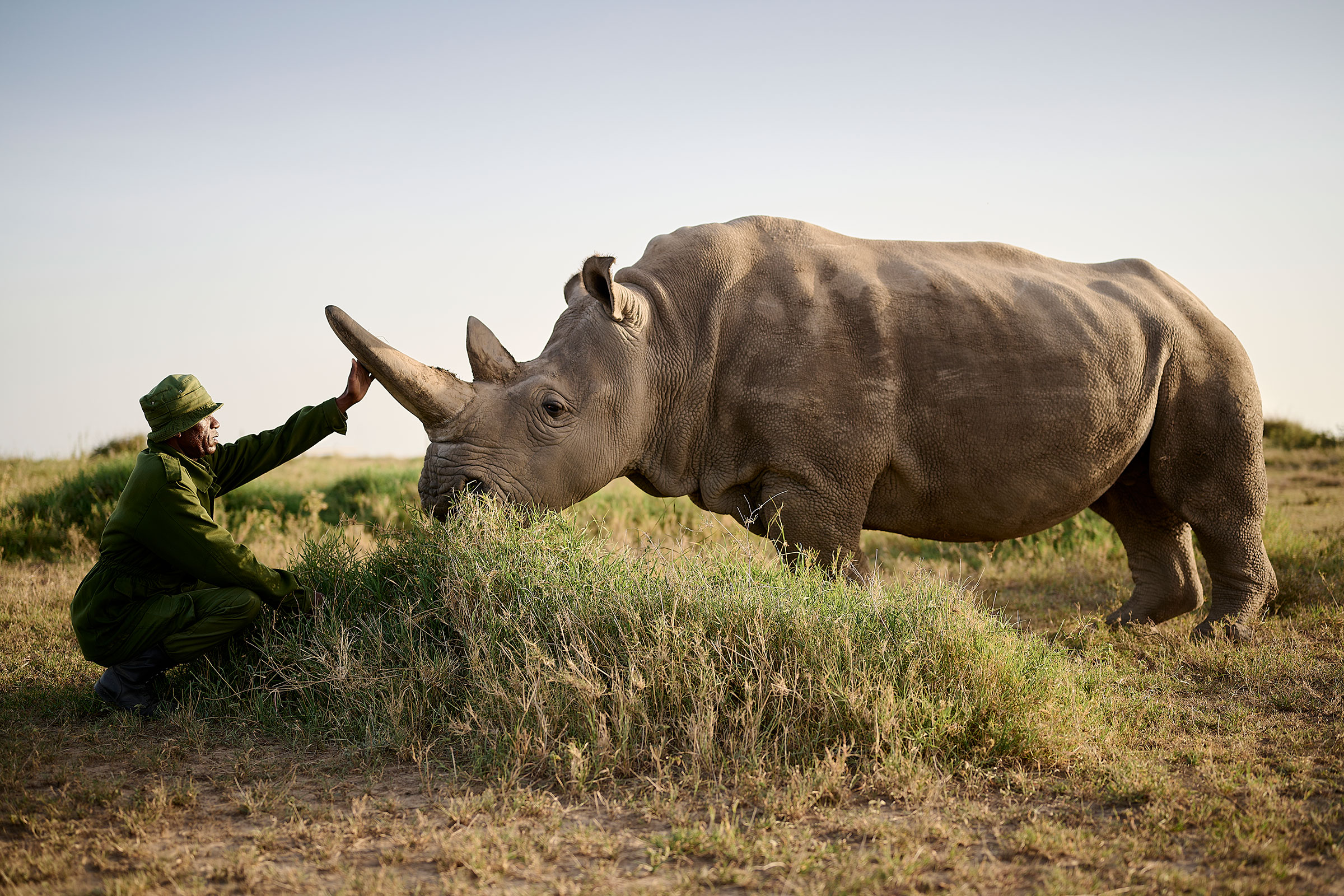 northern-white-rhino-mark-williams-sanctuary-retreats