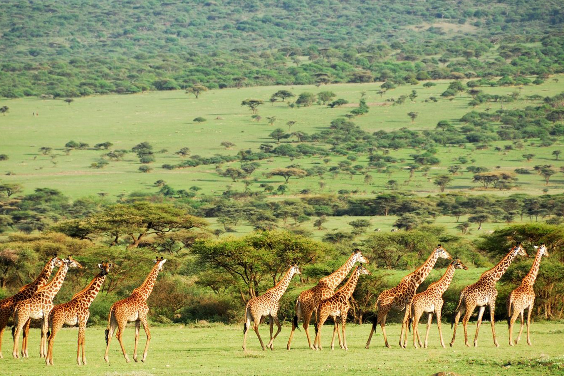 Selous