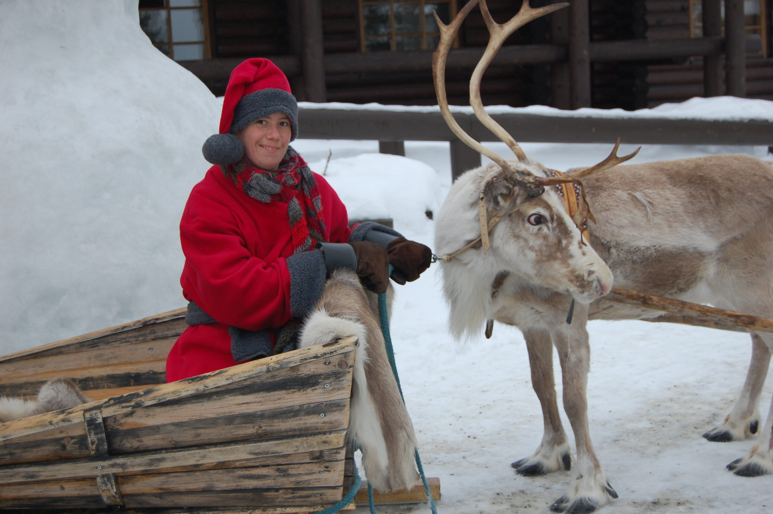 sami_reindeer