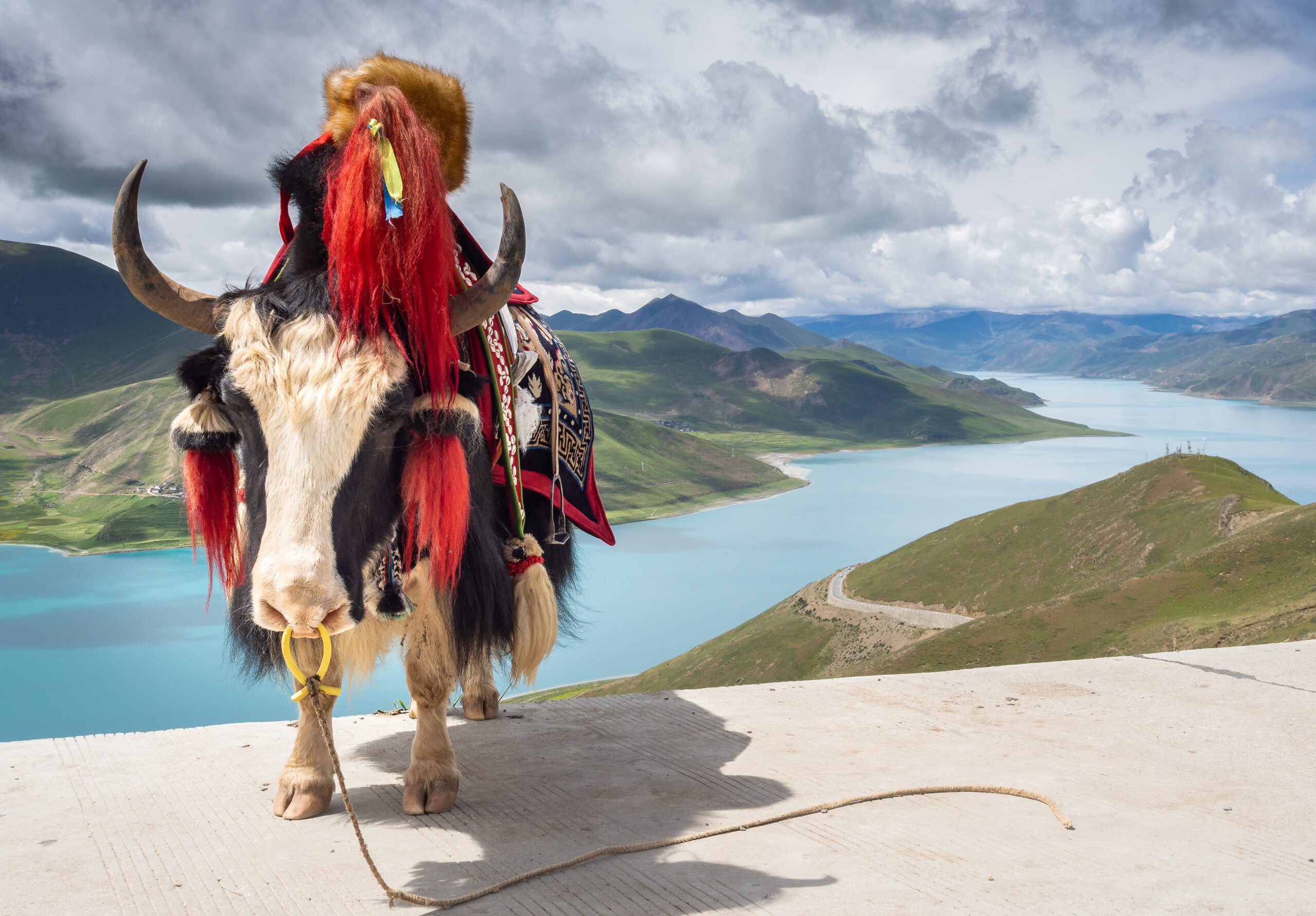 Amazing cow with beautiful saddle standing on background of tranquil river and green hills on cloudy day in Tibet