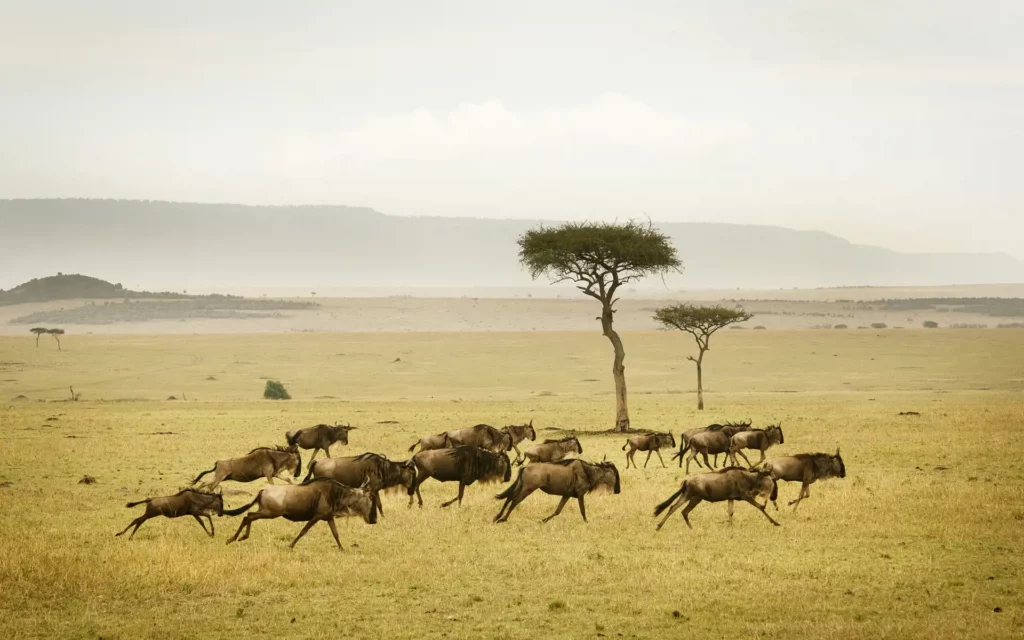 Un Safari de Migración Repleto de Animales, No de Turistas