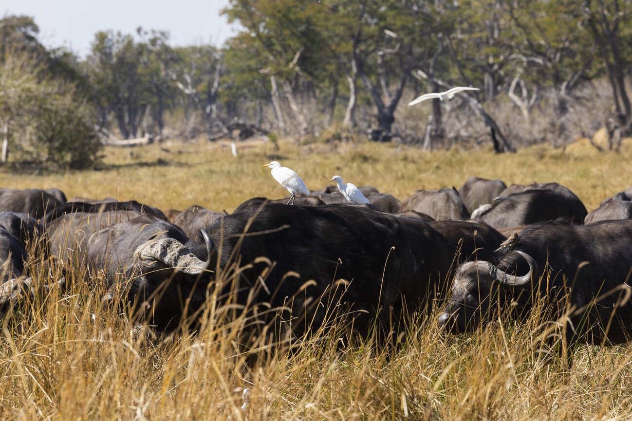 a-herd-of-water-buffalo-bubalus-bubalis-in-long-g-2023-11-27-05-17-42-utc