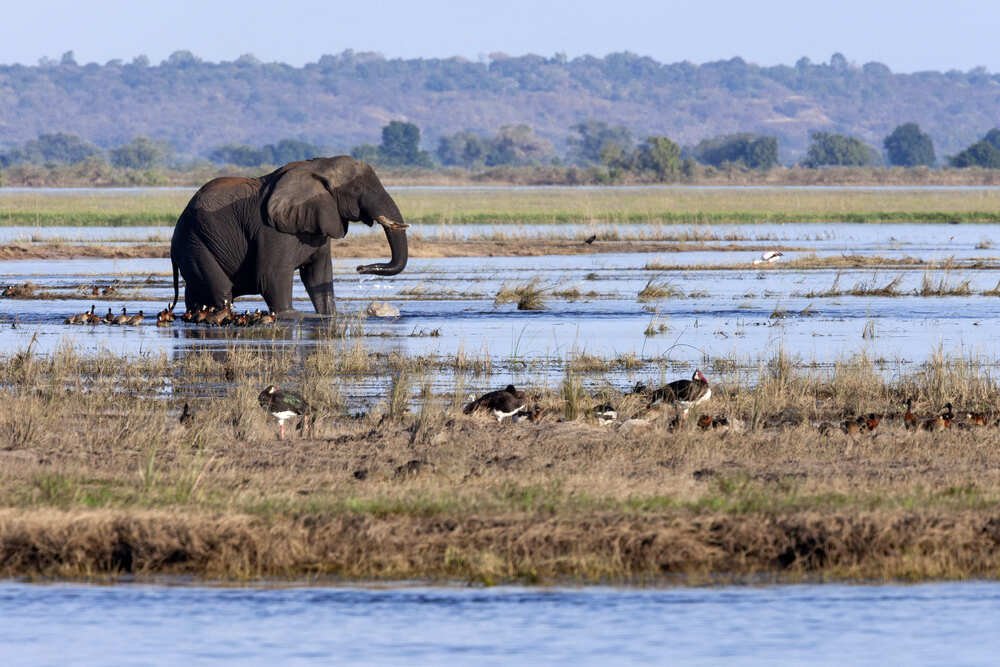 african-elephant-loxodonta-africana-botswana-2023-11-27-04-51-50-utc