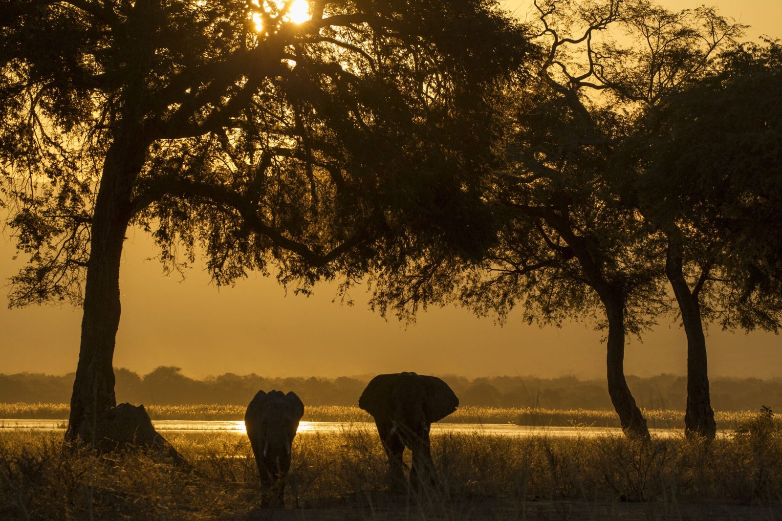 elephant-and-calf-loxodonta-africana-zambezi-ri-2024-06-28-21-02-24-utc(1)