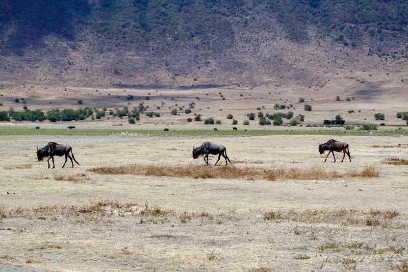 Ngorongoro22_edited