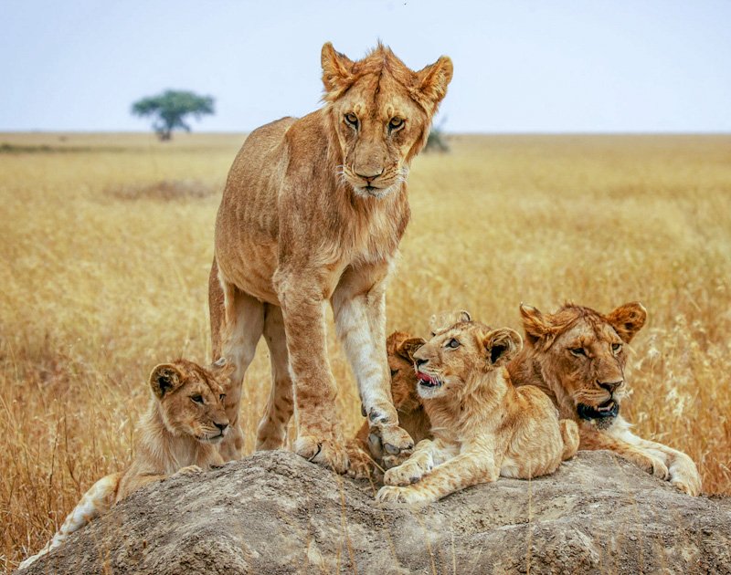a-beautiful-and-breathtaking-wildlife-in-the-world-2025-02-19-08-15-09-utc_edited
