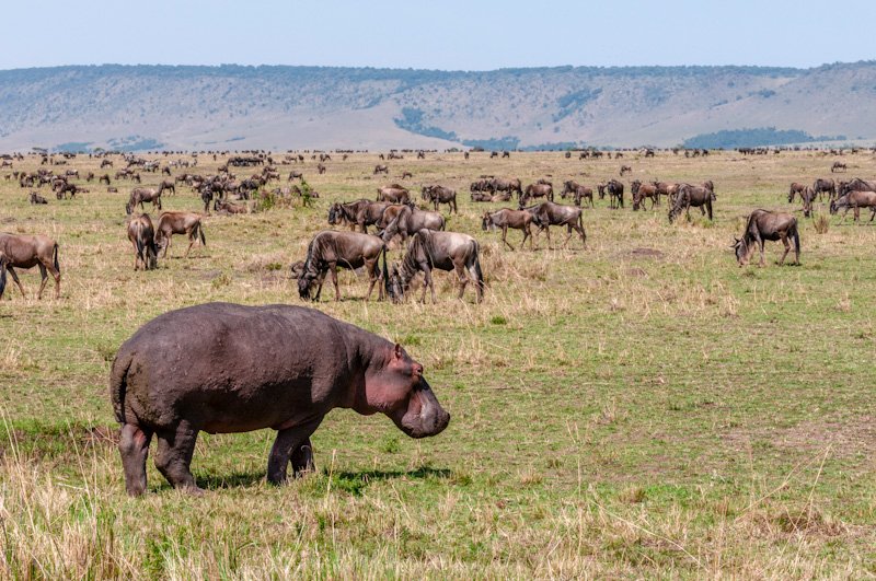 A lone hippopotamus taking a stroll across the savanna with a herd of wildebeests in the background