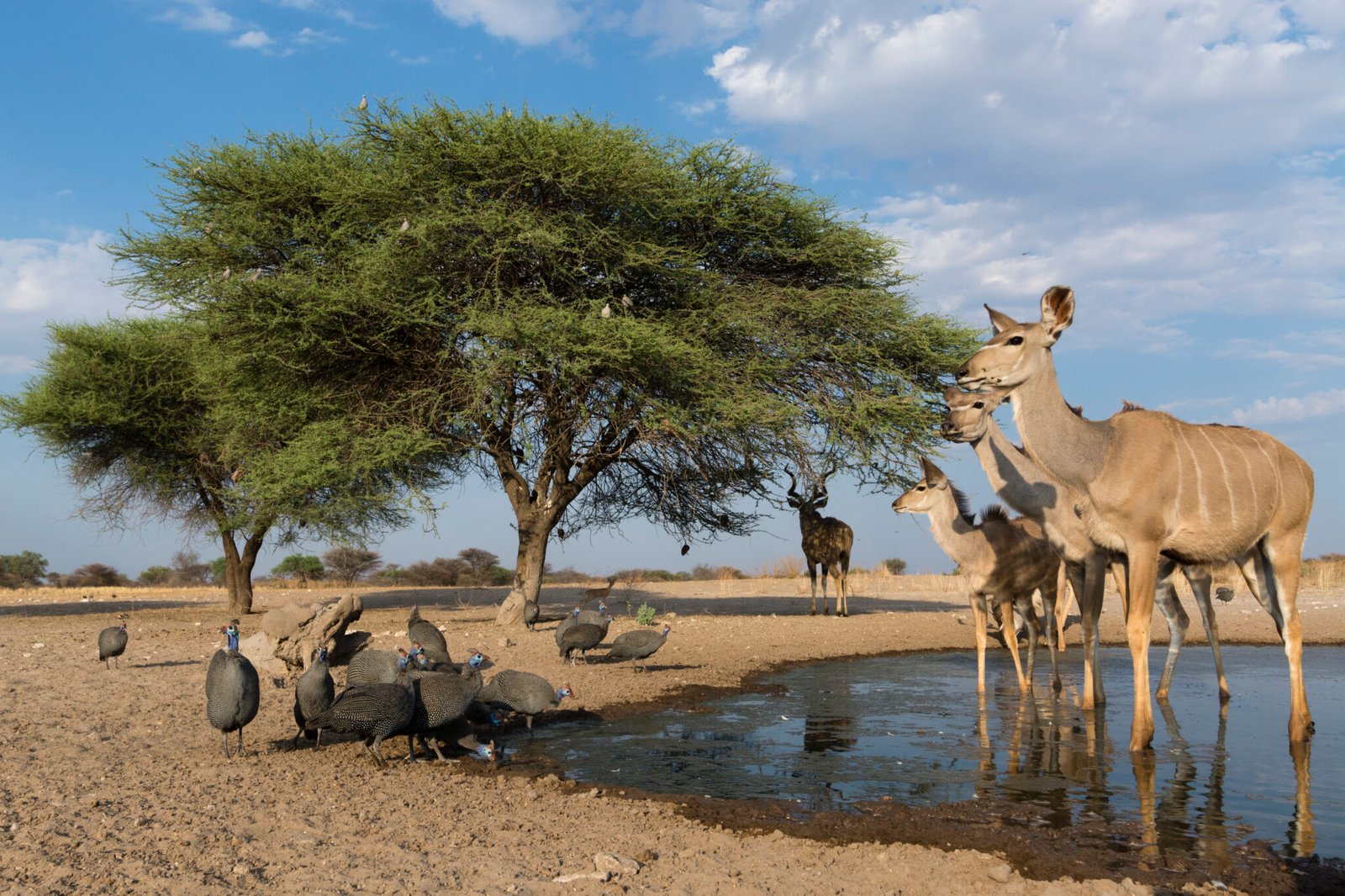 A remote camera image of Greater kudus (Tragelaphus strepsiceros), and Helmeted guineafowl (Numida meleagris), at waterhole, Kalahari, Botswana, Africa