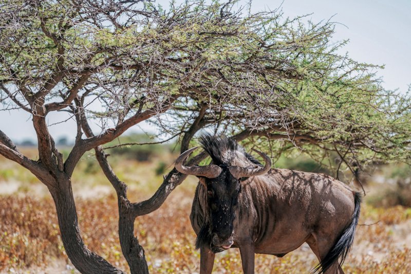 Buffalo is in the wildlife at daytime.