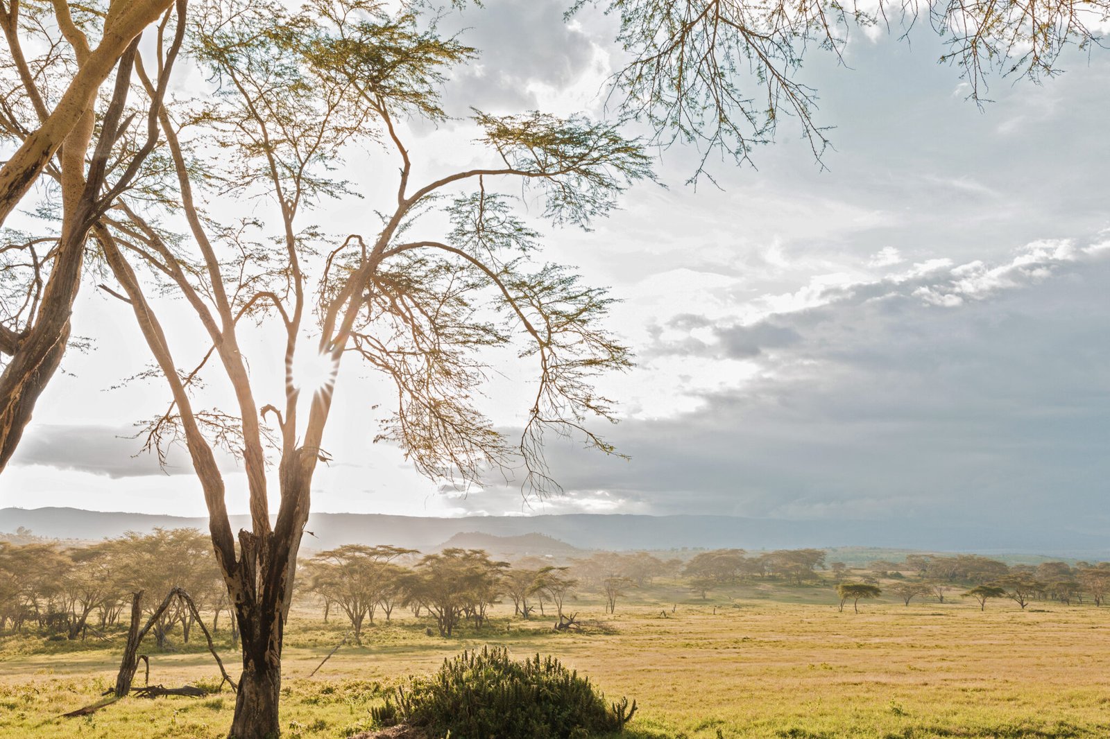 Kenya Landscape Land Farm farming Leaves Farmers East Africa travel safaris