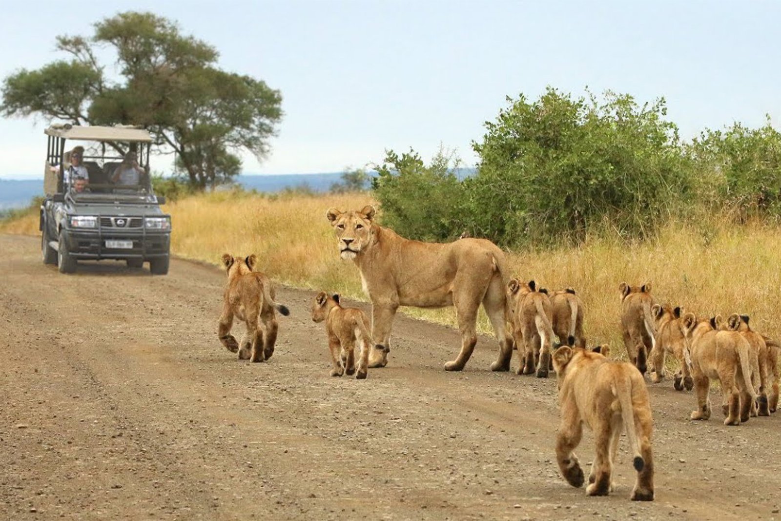 kruger-park