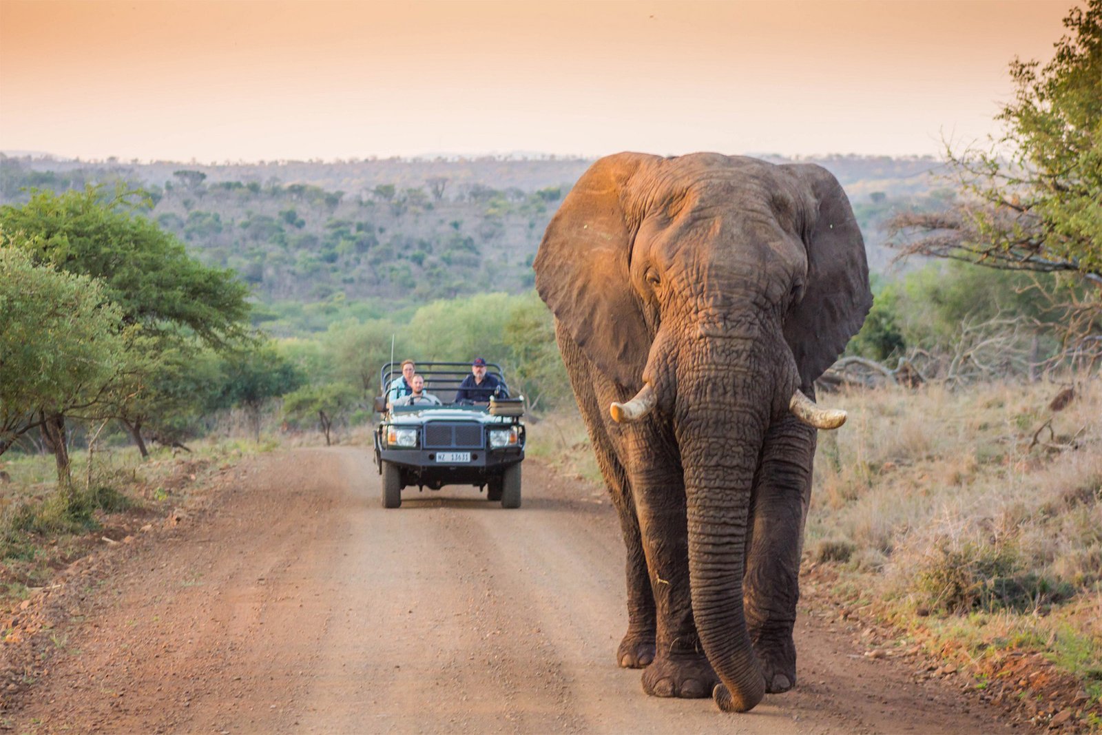 kruger-park3-1