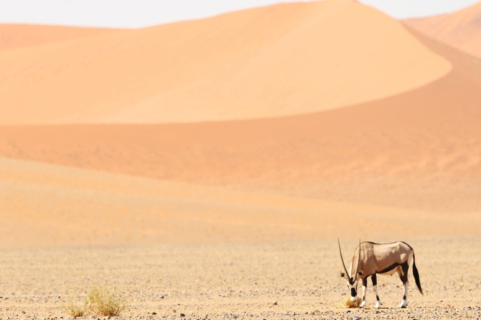 a panoramic shot of a gemsbok standing on a savanna plain with sand dunes in the background