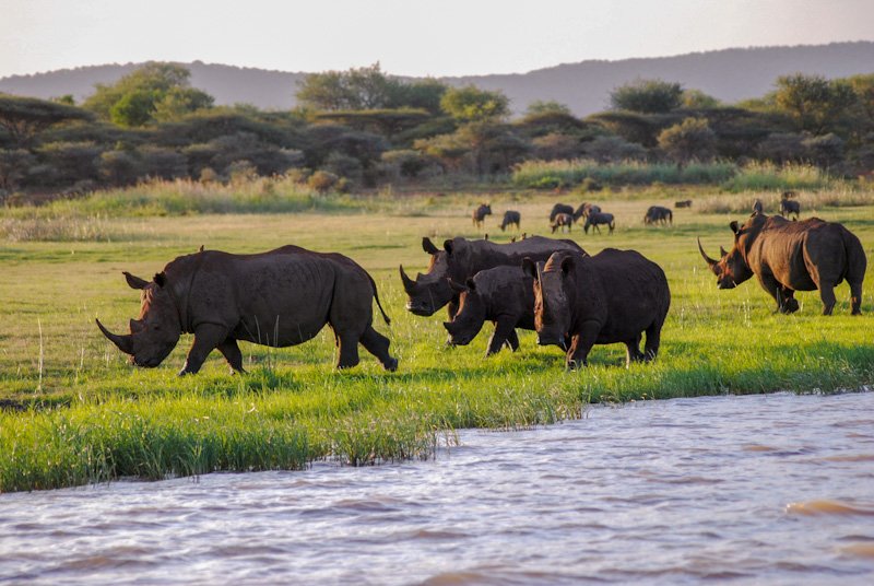rhinos-at-jozini-dam-in-south-africa-2024-10-18-04-13-00-utc_edited