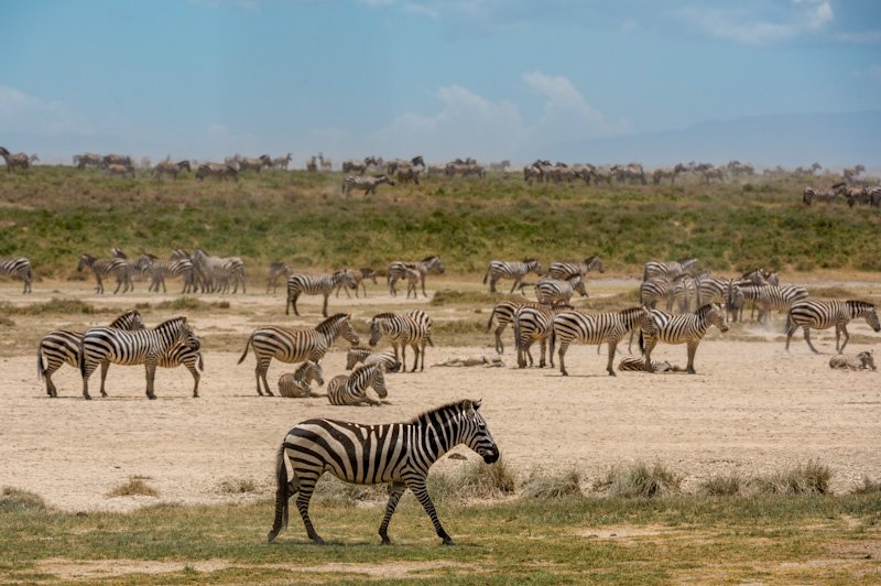 Zebras grazing on the African savanna under a cloudy sky.
