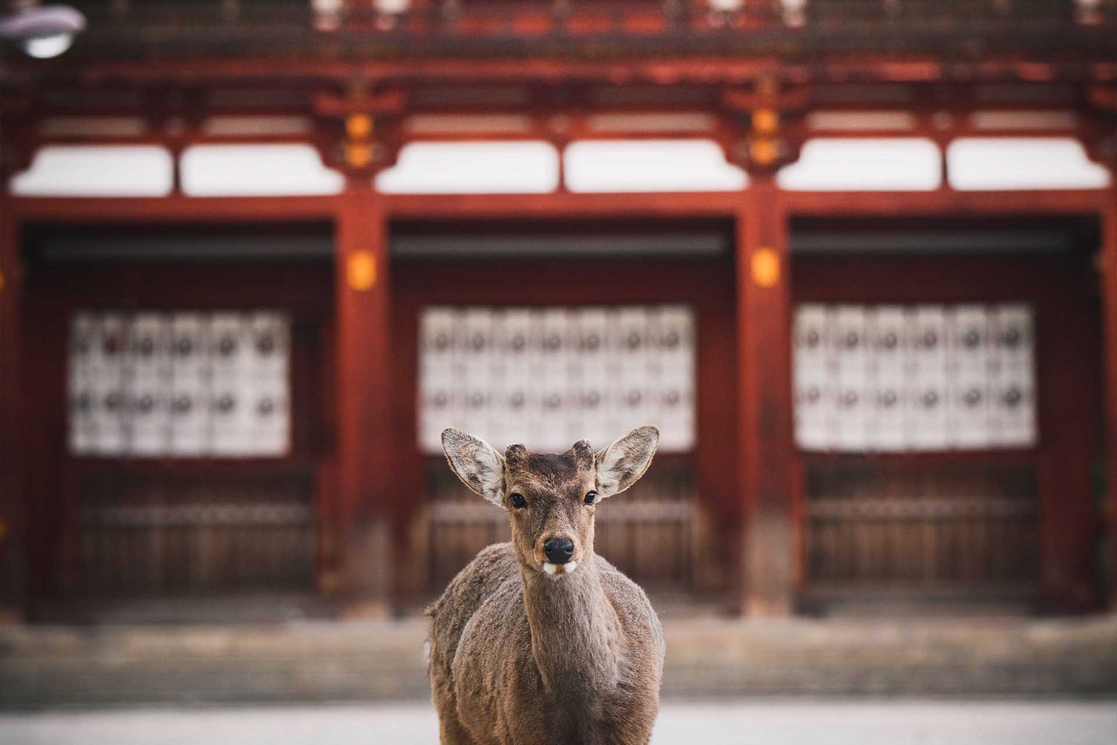NARA_01