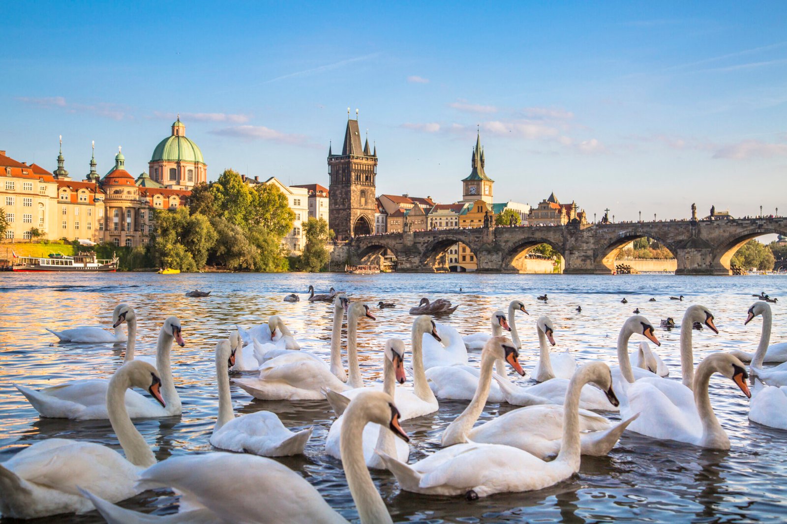 Charles Bridge and old town over Vltava river in Prague, Czech Republic on white swans background.