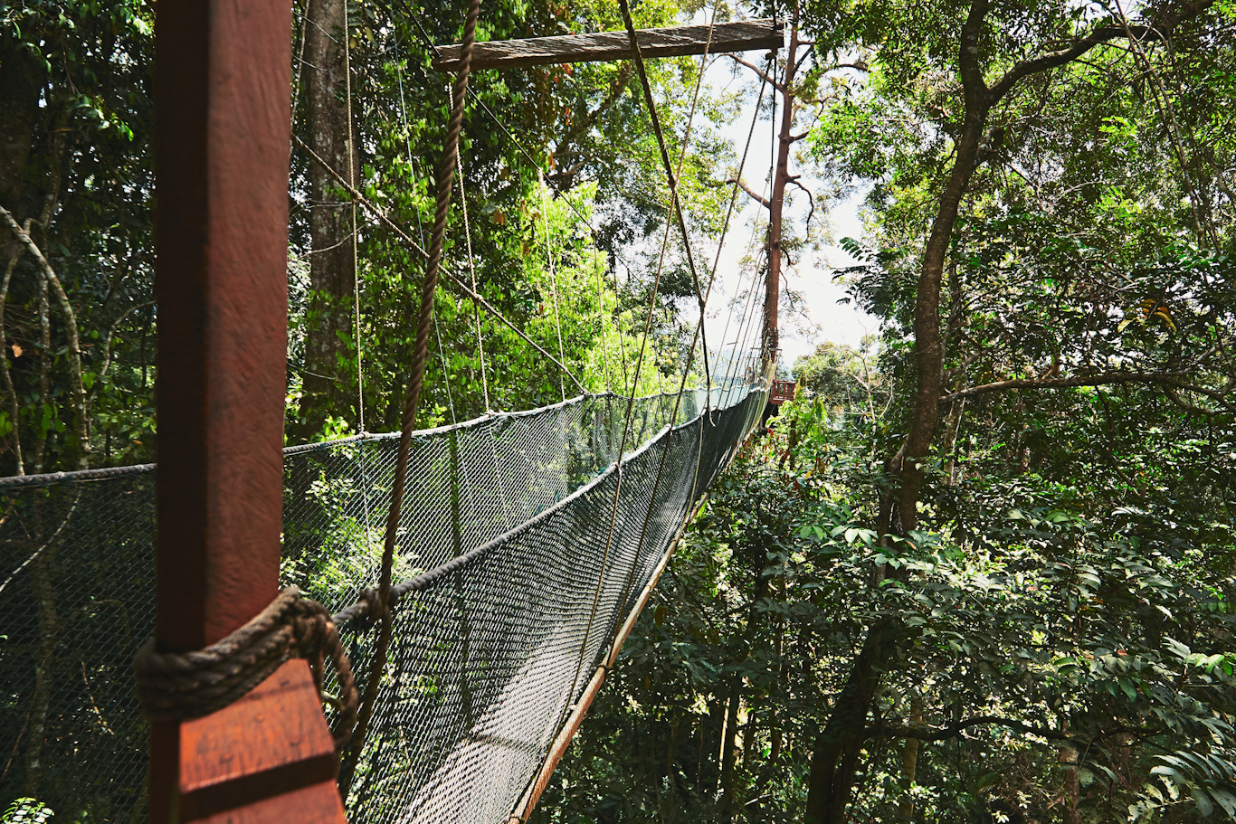 Long elevated walkway through the treetops in rainforest - Borneo, Malaysia