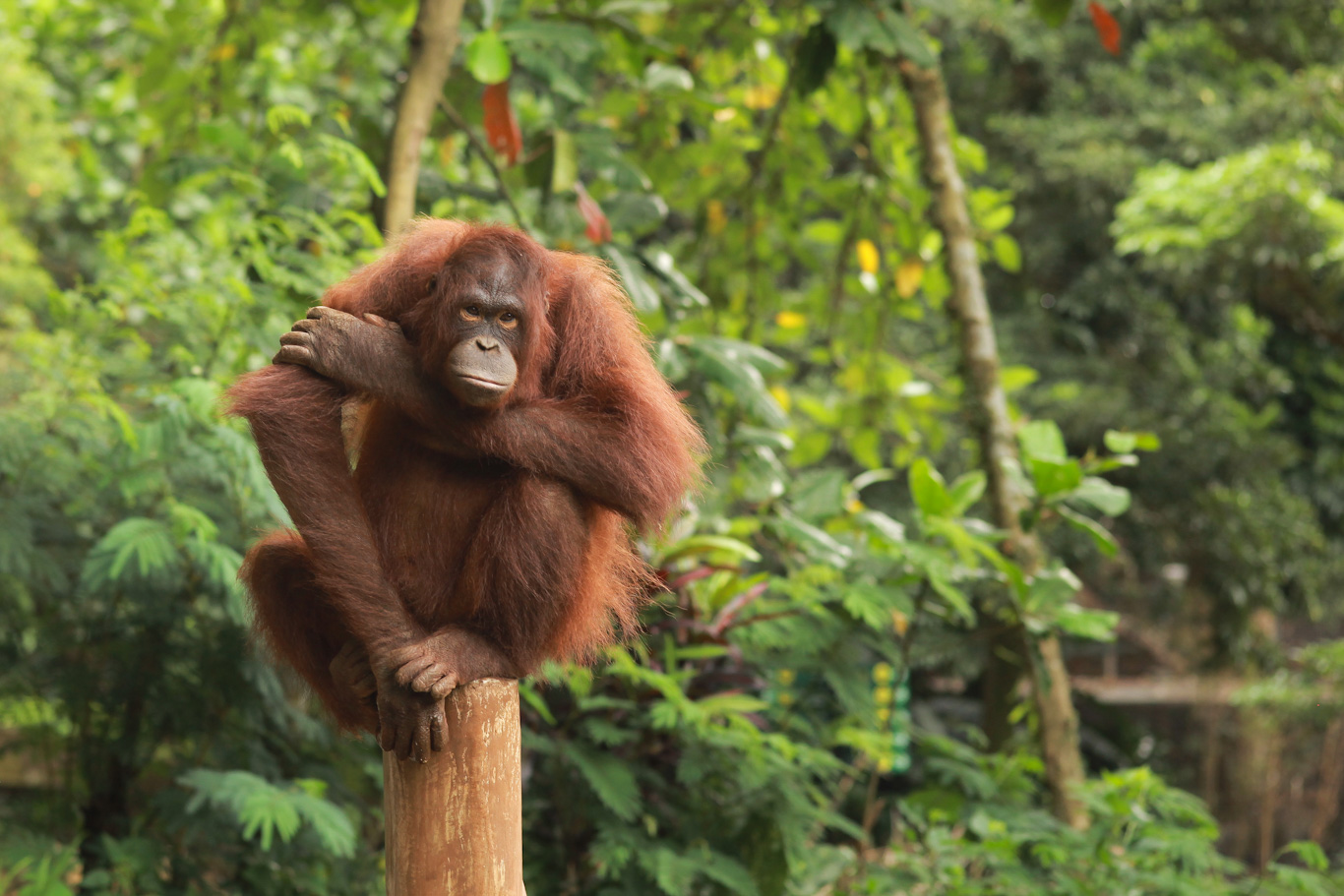 orang-utan-sitting-on-tree-trunk-2025-01-27-23-08-27-utc_edited