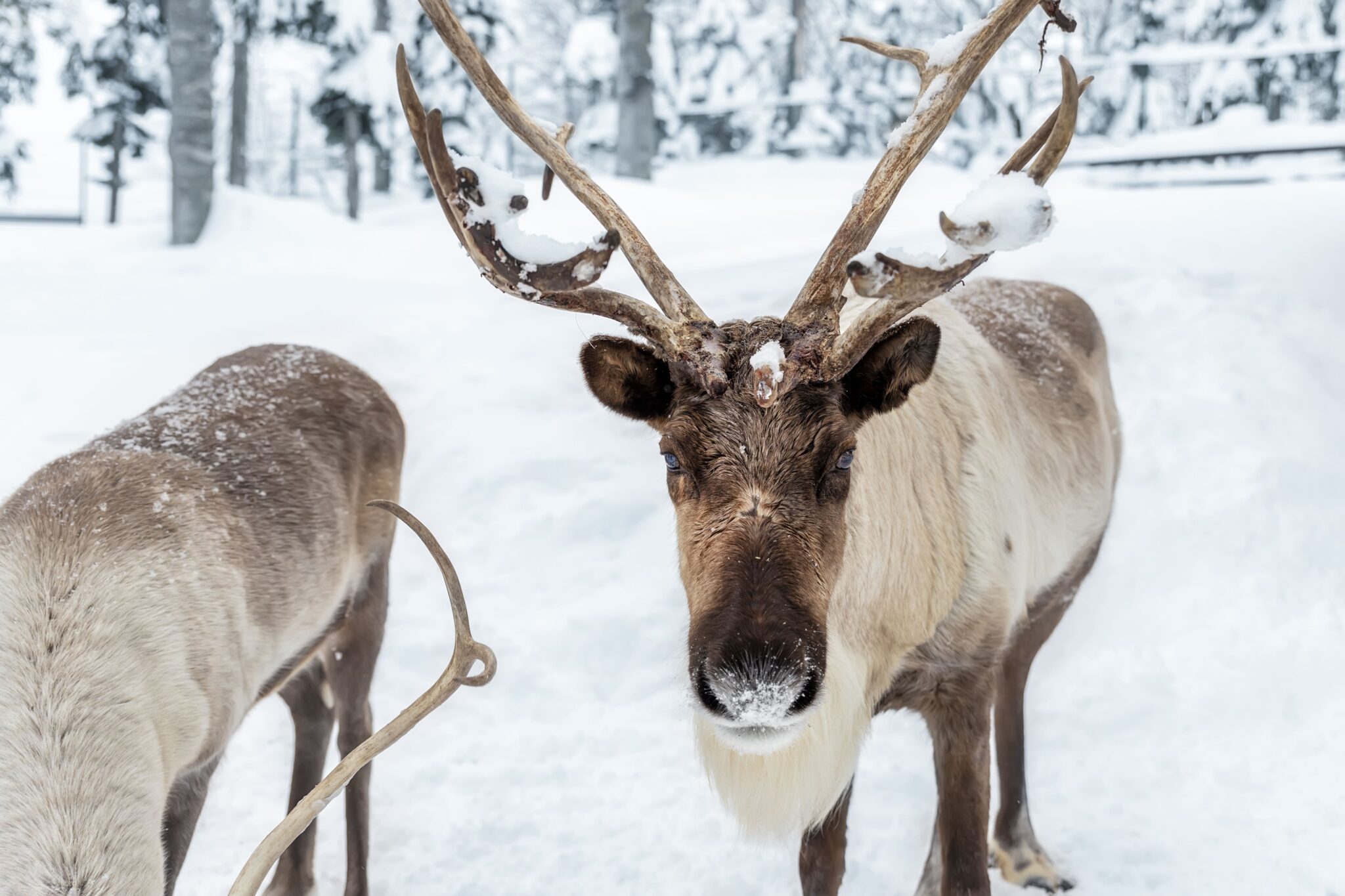 portrait-of-northern-reindeer-with-massive-antlers-2026-03-16-23-00-05-utc