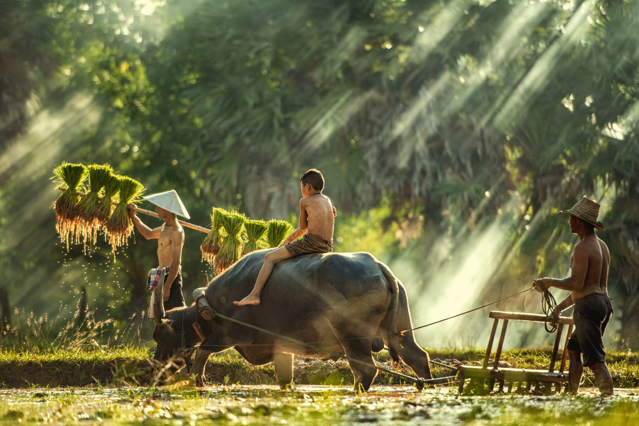 thailand-farmers-rice-planting-and-grow-rice-in-th-2026-03-26-22-58-23-utc