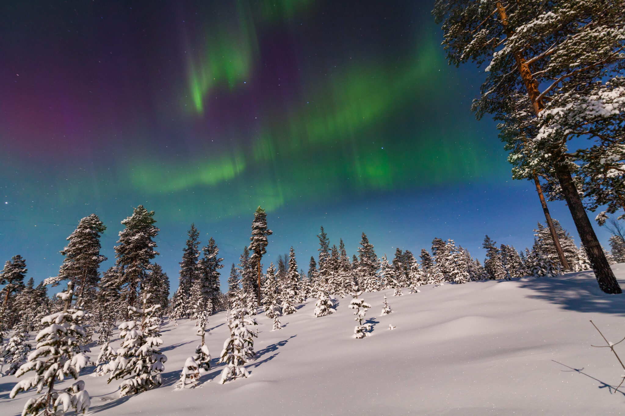 winter-forest-at-at-night-under-the-northern-light-2026-03-16-23-52-26-utc