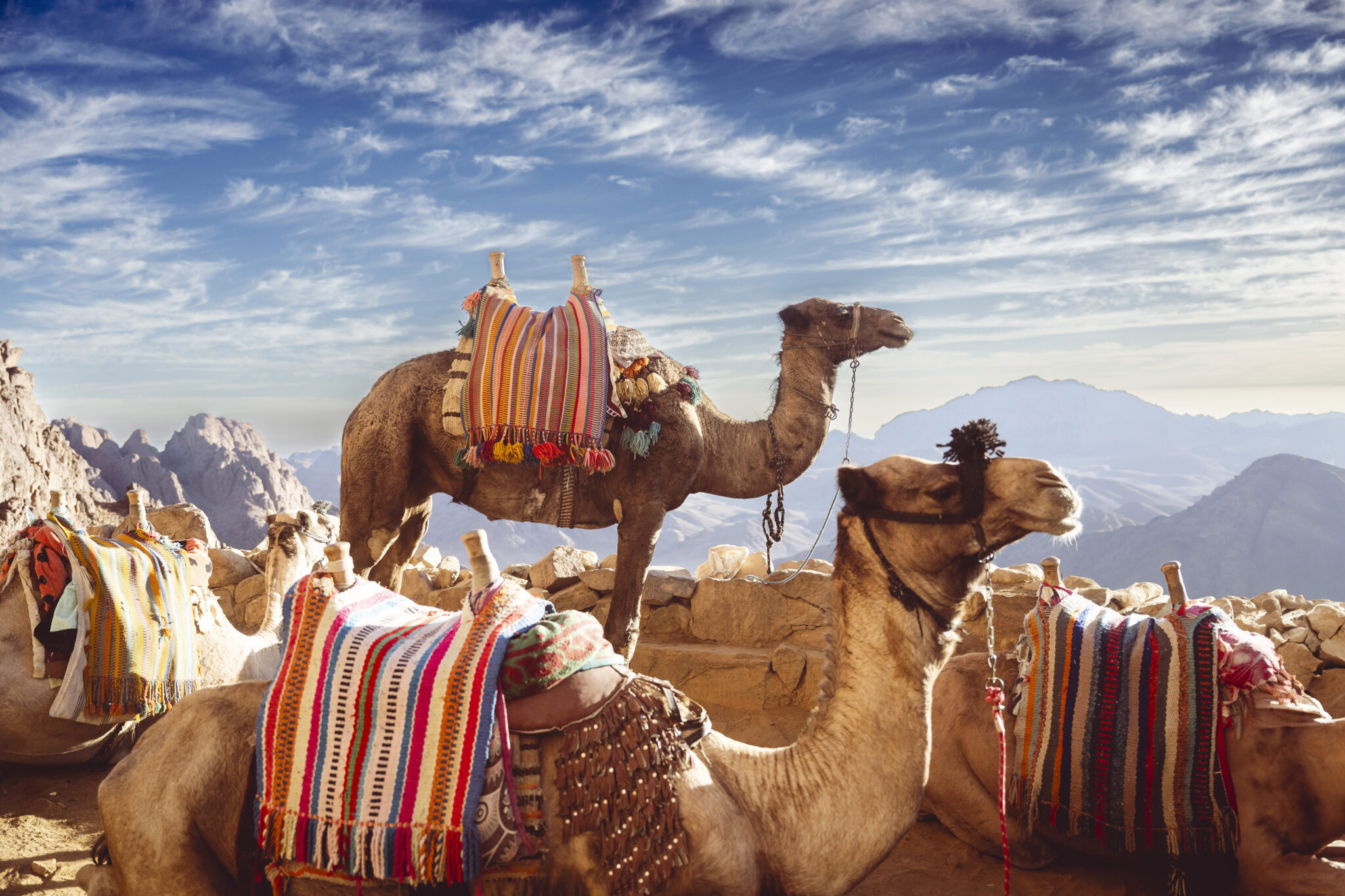 Two camels adorned with vibrant blankets resting on a rocky hilltop